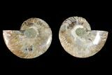 Agatized Ammonite Fossil - Madagascar #145923-1